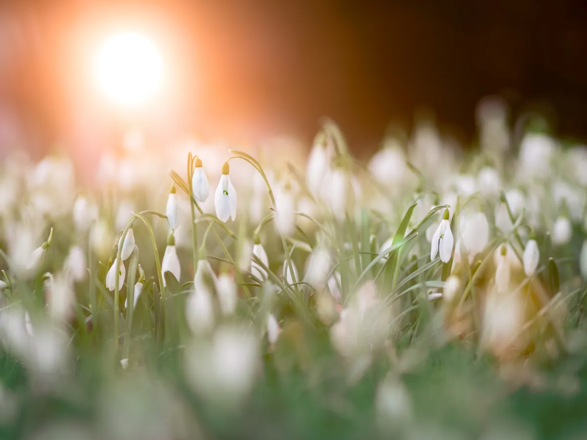 Perce-neige, symbole d'éclosion et de simplicité